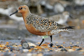 red knot, kim steininger